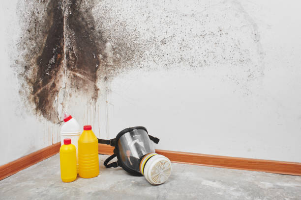 Best Preventive Mold Services in Watertown, WI