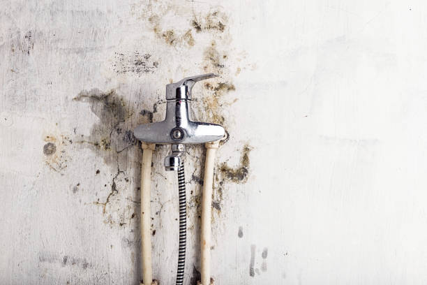 Best Kitchen Mold Remediation in Watertown, WI
