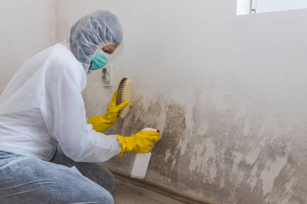 Best Industrial Mold Remediation in Watertown, WI