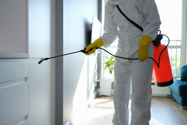 Best Basement Mold Remediation in Watertown, WI
