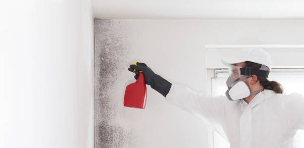 Best Health and Safety Mold Remediation in Watertown, WI