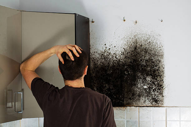 Best Post-Flood Mold Remediation in Watertown, WI