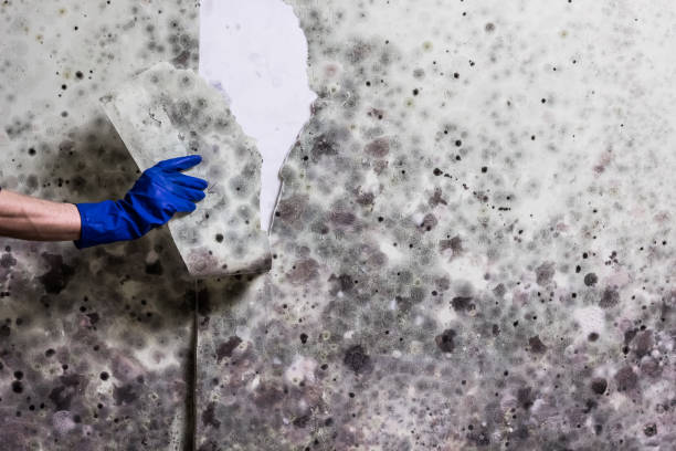 Best Commercial Mold Remediation in Watertown, WI