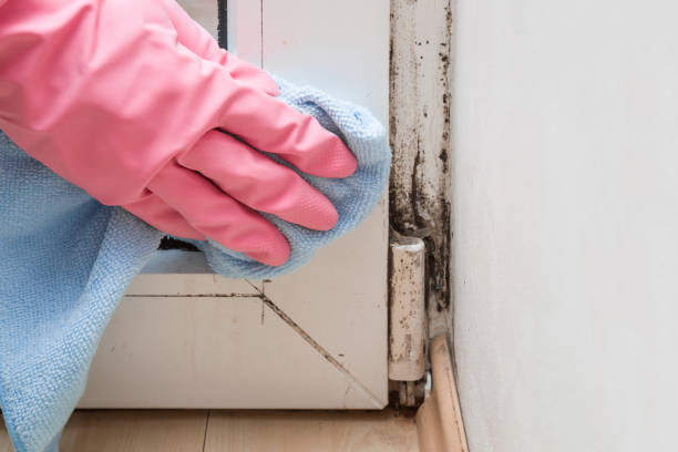 Best White Mold Remediation in Watertown, WI